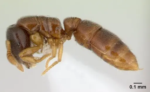 Prionopelta talos - CASENT0191885