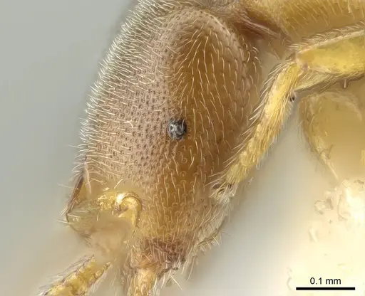 Prionopelta talos - CASENT0339229