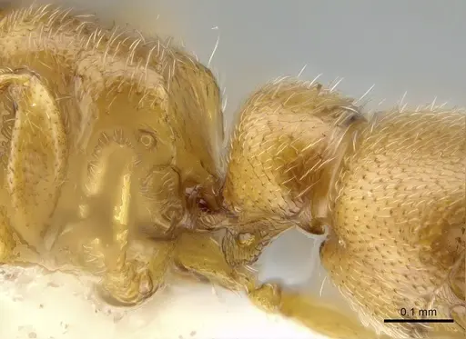 Prionopelta talos - CASENT0339229