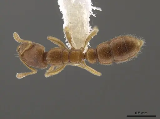 Prionopelta tapatia specimen