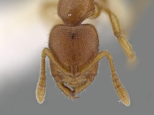 Prionopelta tapatia specimen