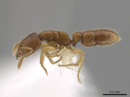 Prionopelta tapatia specimen