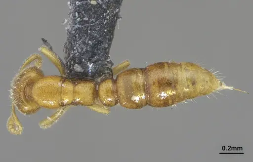 Prionopelta tapatia - DZUP549796