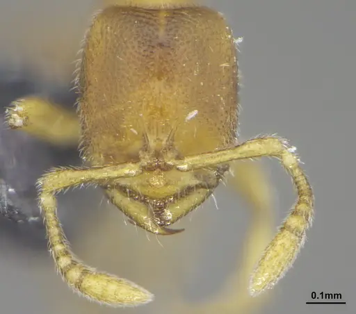 Prionopelta tapatia - DZUP549796