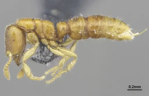 Prionopelta tapatia - DZUP549796