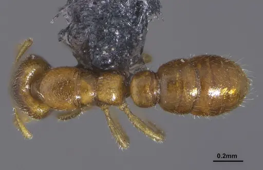 Prionopelta tapatia - DZUP549797