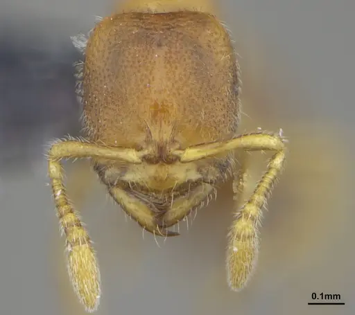 Prionopelta tapatia - DZUP549797