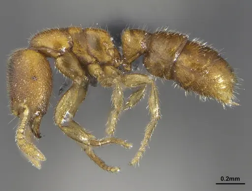 Prionopelta tapatia - DZUP549797