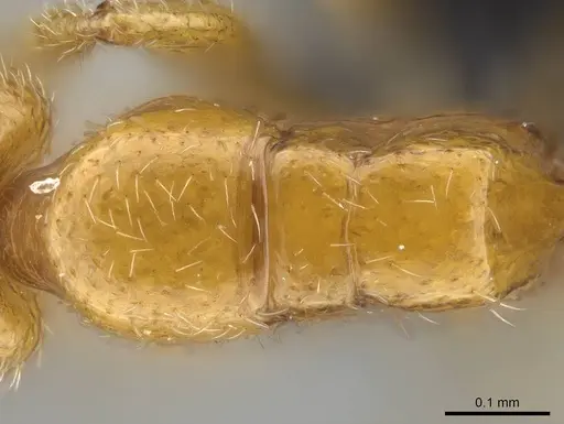 Prionopelta xerosilva specimen