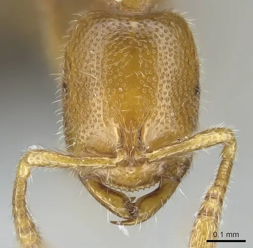 Prionopelta xerosilva specimen