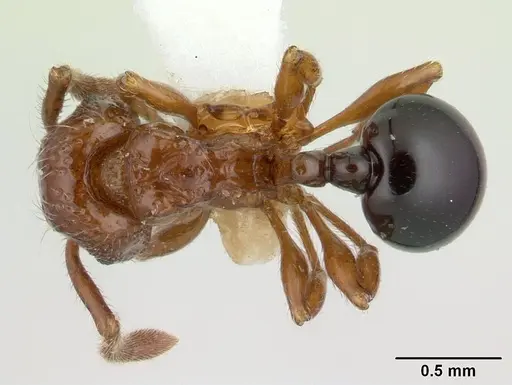 Pristomyrmex africanus specimen