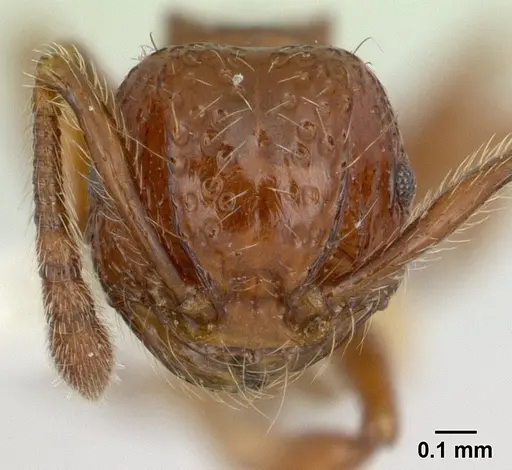 Pristomyrmex africanus specimen