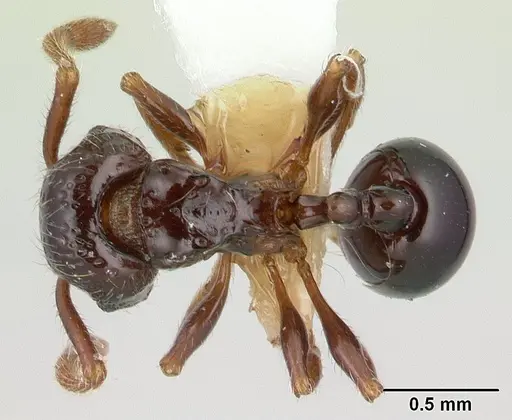 Pristomyrmex africanus - CASENT0178303