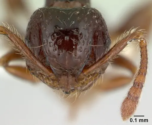 Pristomyrmex africanus - CASENT0178303