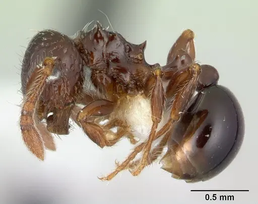 Pristomyrmex africanus - CASENT0178303