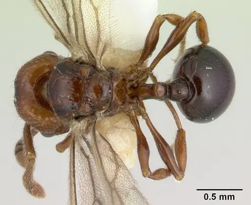 Pristomyrmex africanus - CASENT0178304