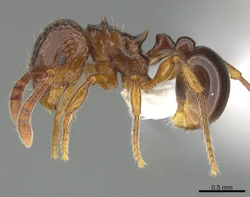 Pristomyrmex africanus - CASENT0840706