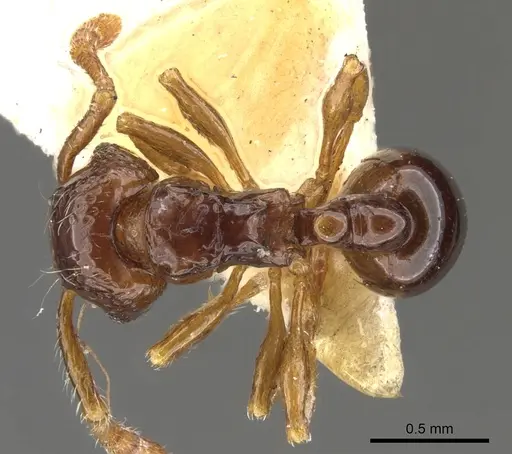 Pristomyrmex africanus - CASENT0901706