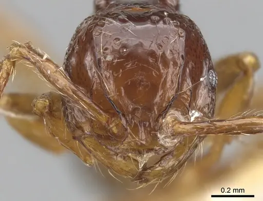 Pristomyrmex africanus - CASENT0901706