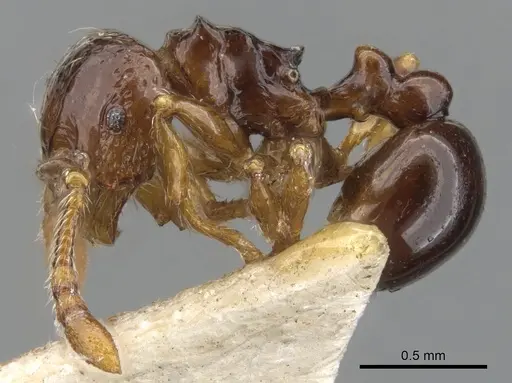 Pristomyrmex africanus - CASENT0901706