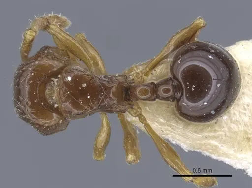 Pristomyrmex africanus - CASENT0917031