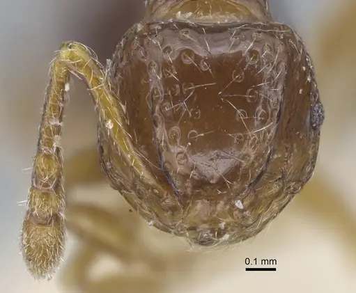 Pristomyrmex africanus - CASENT0917031