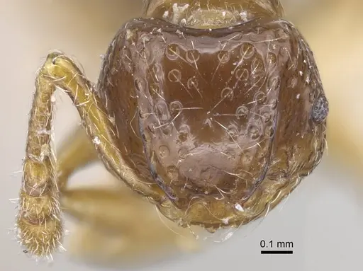 Pristomyrmex africanus - CASENT0917031