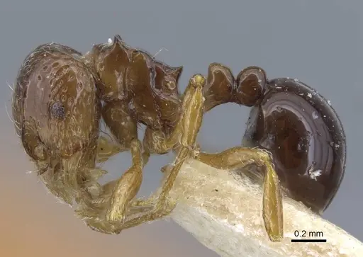 Pristomyrmex africanus - CASENT0917031