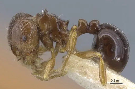 Pristomyrmex africanus - CASENT0917031