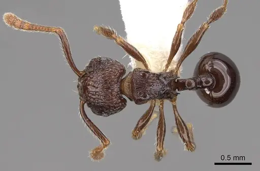 Pristomyrmex africanus - CASENT0922981