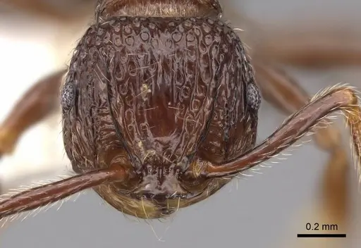 Pristomyrmex africanus - CASENT0922981