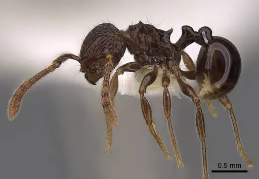 Pristomyrmex africanus - CASENT0922981