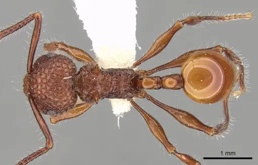 Pristomyrmex bicolor specimen