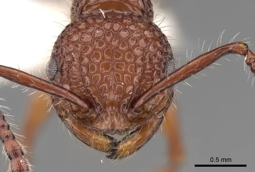 Pristomyrmex bicolor specimen