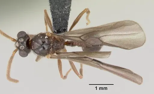 Pristomyrmex bispinosus specimen