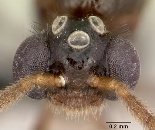 Pristomyrmex bispinosus specimen