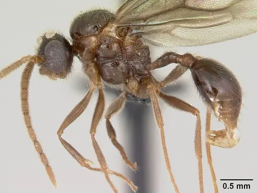 Pristomyrmex bispinosus specimen