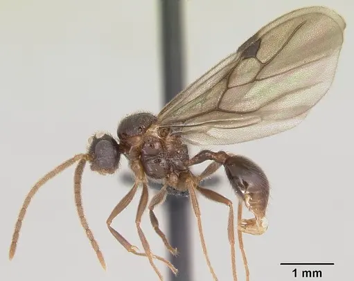 Pristomyrmex bispinosus - CASENT0055726