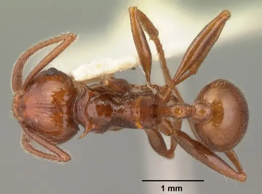 Pristomyrmex bispinosus - CASENT0101501