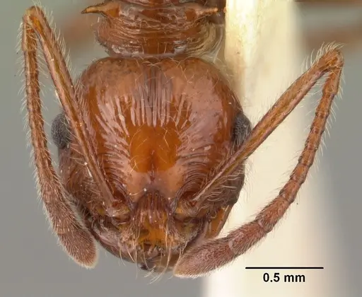 Pristomyrmex bispinosus - CASENT0101501