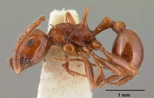Pristomyrmex bispinosus - CASENT0101501