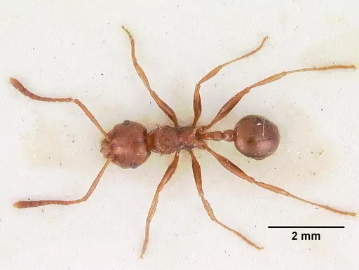 Pristomyrmex bispinosus - CASENT0102286
