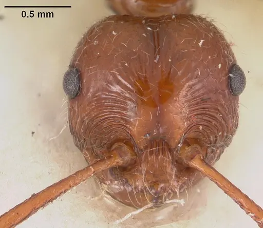 Pristomyrmex bispinosus - CASENT0102286