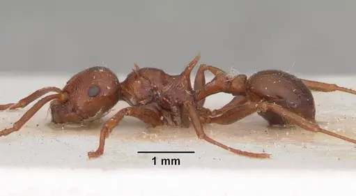 Pristomyrmex bispinosus - CASENT0102286