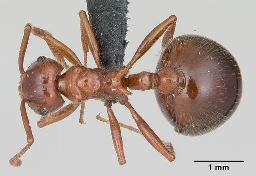 Pristomyrmex bispinosus - CASENT0104922