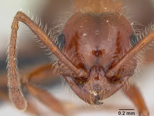 Pristomyrmex bispinosus - CASENT0104922