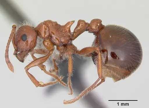 Pristomyrmex bispinosus - CASENT0104922