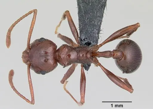 Pristomyrmex bispinosus - CASENT0104923