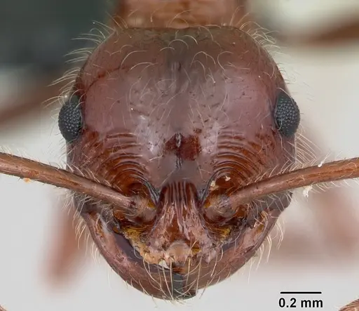 Pristomyrmex bispinosus - CASENT0104923