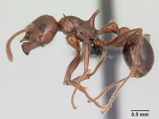 Pristomyrmex bispinosus - CASENT0104923